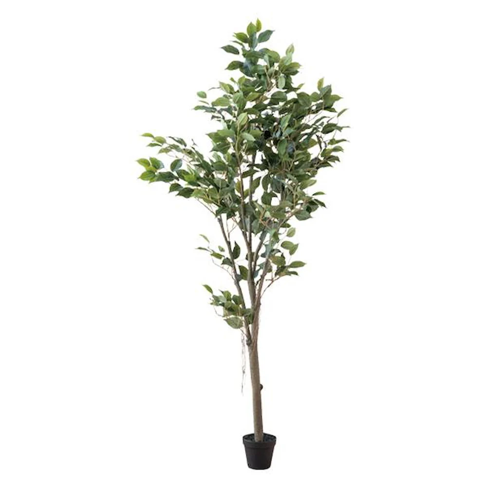 フィカスツリー 80955 【直送品】 返品・キャンセル・他商品と同時購入は不可