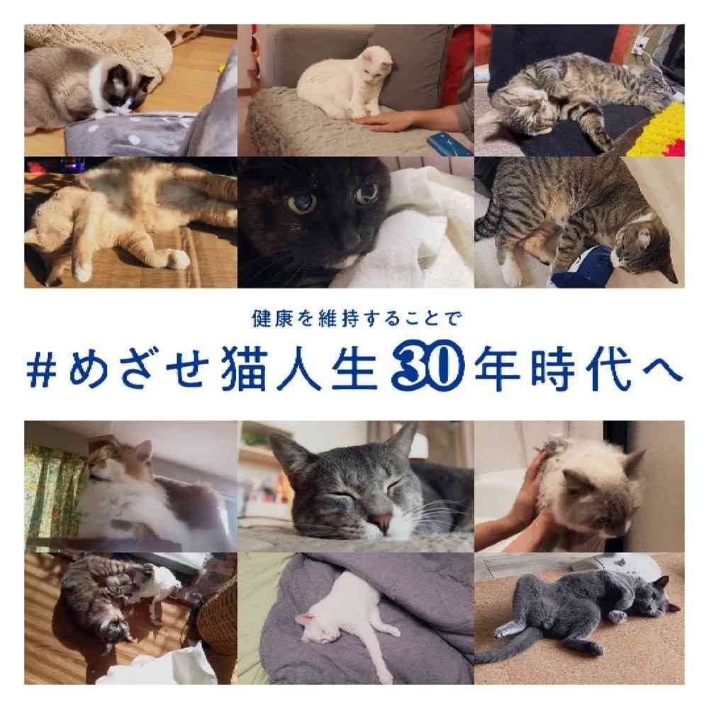 マルカン AIM30 ササミの細切り 25g - Image 6