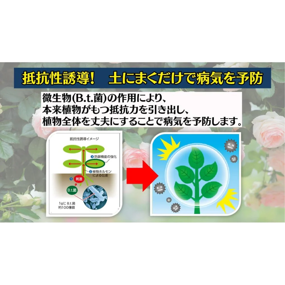 （農）住友化学園芸 マイローズ ベニカＢＴ殺菌粒剤 ５００ｇ - Image 5